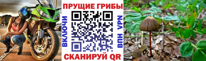 Псилоцибиновые грибы Magic Shrooms где купить Нея